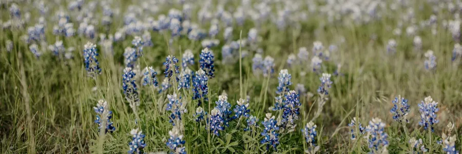 field